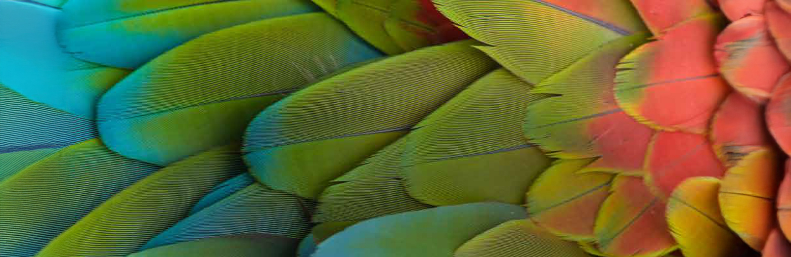 EcoDye